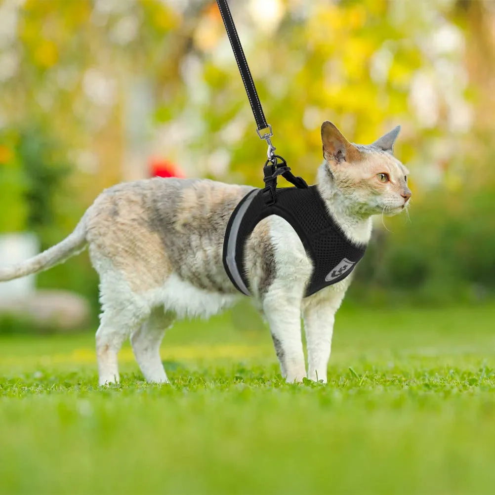 Chest collar for cat